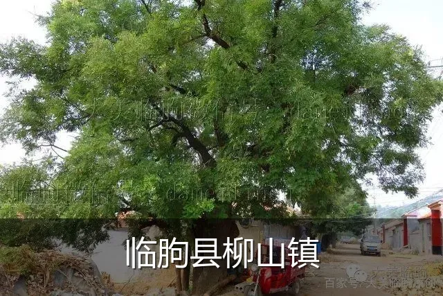 临朐县柳山镇
