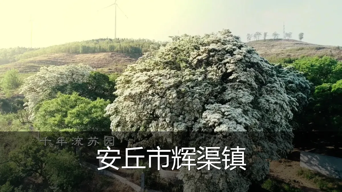 安丘市辉渠镇