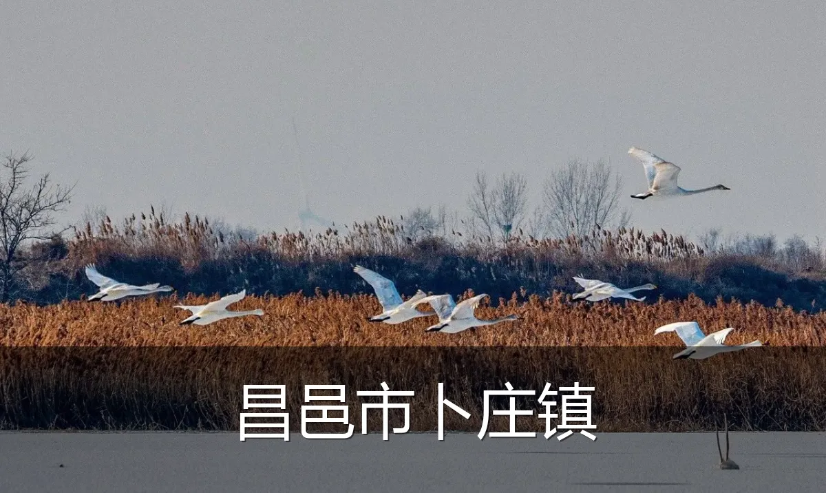 昌邑市卜庄镇